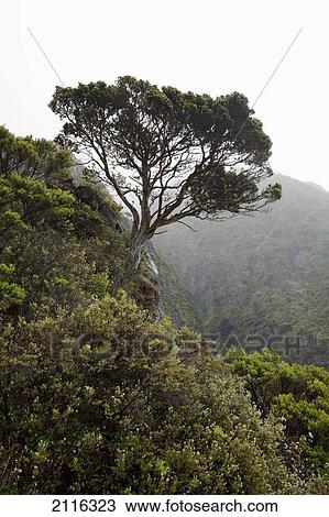 kaupo gap