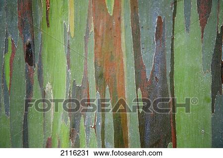Hawaii, Maui, Keanae, A closeup view of the colorful Painted Eucalyptus tree. View Large Photo Image Stock Image - Hawaii, Maui, Keanae, A closeup view of the colorful Painted Eucalyptus tree.. Fotosearch