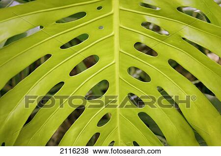 Hawaii, Maui, Keanae, A closeup view of a large green leaf. View Large Photo Image Stock Photo - Hawaii, Maui, Keanae, A closeup view of a large green leaf.. Fotosearch
