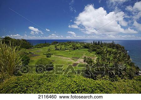 Hawaii, Maui, Keanae, A sunny view of the lush coastal village. View Large Photo Image Stock Image - Hawaii, Maui, Keanae, A sunny view of the lush coastal village.. Fotosearch