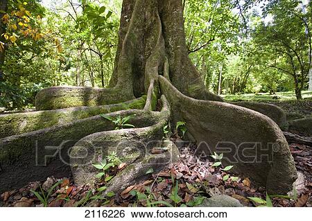 Stock Photograph - Hawaii, Maui, Keanae, An old tree with large roots.. Fotosearch