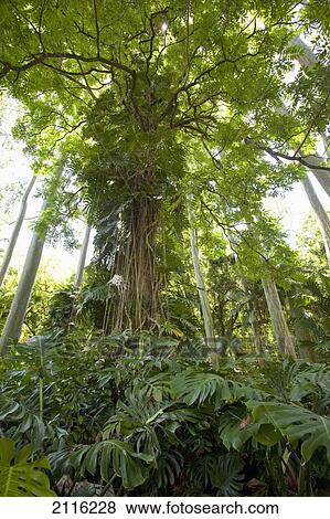 Hawaii, Maui, Keanae, Lush vines amongst the forest. View Large Photo Image Stock Photo - Hawaii, Maui, Keanae, Lush vines amongst the forest.. Fotosearch