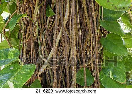 Stock Photo - Hawaii, Maui, Keanae, Lush vines amongst the forest.. Fotosearch