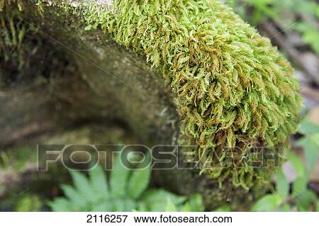 Stock Photo - Hawaii, Maui, Keanae, Moss on a tree root.. Fotosearch