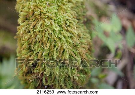 Hawaii, Maui, Keanae, Moss on a tree root. View Large Photo Image Stock Photo - Hawaii, Maui, Keanae, Moss on a tree root.. Fotosearch