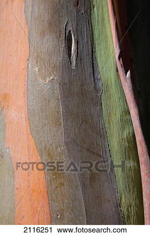 Stock Image - Hawaii, Maui, Keanae, Painted Eucalyptus Bark Close Up.. Fotosearch