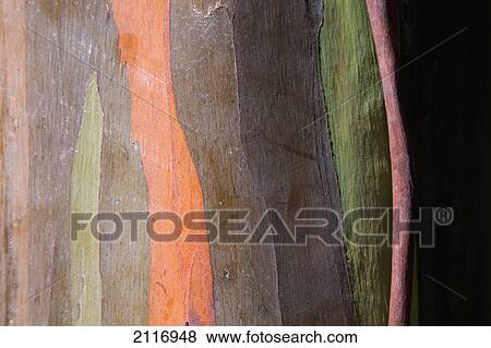 Stock Photo - Hawaii, Maui, Keanae, Painted Eucalyptus Bark Close Up.. Fotosearch