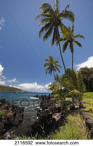 Stock Image - Hawaii, Maui, Keanae, Palm trees and sunny blue sky on the Keanae coast.. Fotosearch
