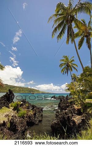 Hawaii, Maui, Keanae, Palm trees and sunny blue sky on the Keanae coast. View Large Photo Image Stock Image - Hawaii, Maui, Keanae, Palm trees and sunny blue sky on the Keanae coast.. Fotosearch