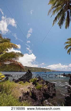 Stock Photography - Hawaii, Maui, Keanae, Palm trees and sunny blue sky on the Keanae coast.. Fotosearch