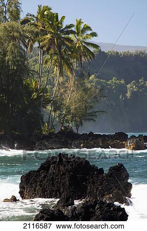 Stock Photo - Hawaii, Maui, Keanae Peninsula, Ocean and palm trees.. Fotosearch