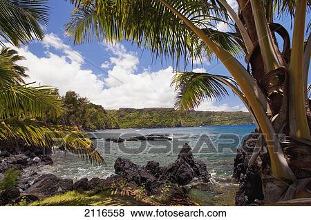 Hawaii, Maui, Keanae, Sunny blue skies light up the lush coast with palm trees. View Large Photo Image Stock Photo - Hawaii, Maui, Keanae, Sunny blue skies light up the lush coast with palm trees.. Fotosearch