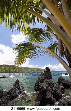 Stock Photograph - Hawaii, Maui, Keanae, Sunny blue skies light up the lush coast with palm trees.. Fotosearch