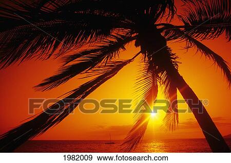 Hawaii, Maui, Kihei, Charley Young Beach, orange sunset thru palm silhouette View Large Photo Image Stock Photo - Hawaii, Maui, Kihei, Charley Young Beach, orange sunset thru palm silhouette. Fotosearch