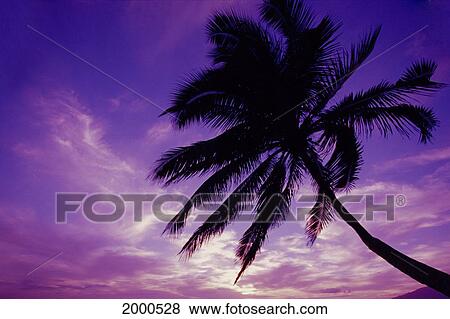 Hawaii, Maui, Kihei, Kamaole Beach At Twilight With Purple Pink Sky, Palm Tree Silhouetted D1554 View Large Photo Image Stock Photo - Hawaii, Maui, Kihei, Kamaole Beach At Twilight With Purple Pink Sky, Palm Tree Silhouetted D1554. Fotosearch