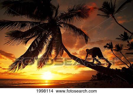 Picture - Hawaii, Maui, Kihei, Kamaole One, Sunset, Boy Climbing Slanted Coconut Tree. Fotosearch