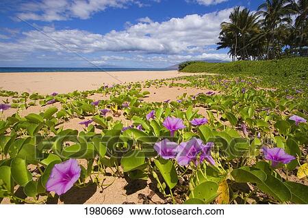 Hawaii, Maui, Kihei, Keawakapu Beach, Green Leafy Vines With Pink Flowers On Shore. View Large Photo Image Stock Photo - Hawaii, Maui, Kihei, Keawakapu Beach, Green Leafy Vines With Pink Flowers On Shore.. Fotosearch