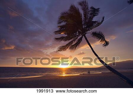 Stock Image - Hawaii, Maui, Kihei, Palm Tree At Sunset, Couple And Dog Walking Along The Beach.. Fotosearch