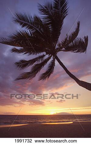 Stock Image - Hawaii, Maui, Kihei, Palm Tree Over The Beach At Sunset.. Fotosearch