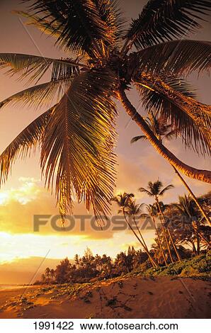 Stock Image - Hawaii, Maui, Kihei, Sunset At Kamaole One. Fotosearch