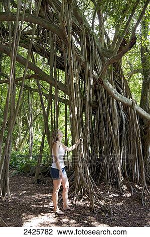 Hawaii, Maui, Kipahulu, A tourist looks up at banyan tree. View Large Photo Image Stock Image - Hawaii, Maui, Kipahulu, A tourist looks up at banyan tree.. Fotosearch