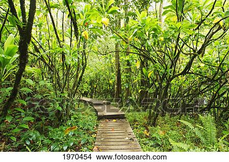 Hawaii, Maui, Kipahulu, Haleakala National Park, Boardwalk Through Lush Jungle On The Pipiwai Trail View Large Photo Image Picture - Hawaii, Maui, Kipahulu, Haleakala National Park, Boardwalk Through Lush Jungle On The Pipiwai Trail. Fotosearch