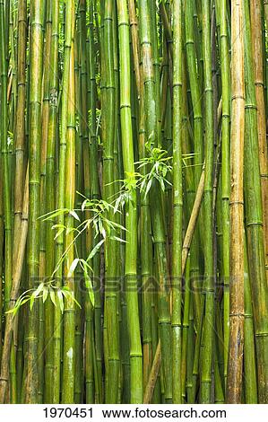 Hawaii, Maui, Kipahulu, Haleakala National Park, Beautiful Bamboo Along The Pipiwai Trail View Large Photo Image Stock Image - Hawaii, Maui, Kipahulu, Haleakala National Park, Beautiful Bamboo Along The Pipiwai Trail. Fotosearch