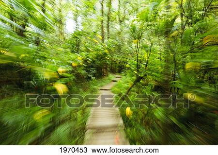 Stock Image - Hawaii, Maui, Kipahulu, Haleakala National Park, Boardwalk Through Lush Jungle On The Pipiwai Trail. Fotosearch