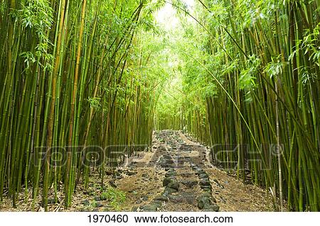 Hawaii, Maui, Kipahulu, Haleakala National Park, Trail Through Bamboo Forest On The Pipiwai Trail View Large Photo Image Stock Image - Hawaii, Maui, Kipahulu, Haleakala National Park, Trail Through Bamboo Forest On The Pipiwai Trail. Fotosearch