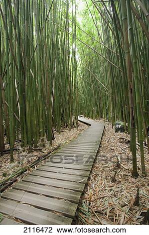 Hawaii, Maui, Kipahulu, Haleakala National Park, Trail through bamboo forest on the Pipiwai trail. View Large Photo Image Stock Image - Hawaii, Maui, Kipahulu, Haleakala National Park, Trail through bamboo forest on the Pipiwai trail.. Fotosearch