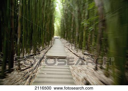 Hawaii, Maui, Kipahulu, Haleakala National Park, Trail through bamboo forest on the Pipiwai trail. View Large Photo Image Stock Image - Hawaii, Maui, Kipahulu, Haleakala National Park, Trail through bamboo forest on the Pipiwai trail.. Fotosearch