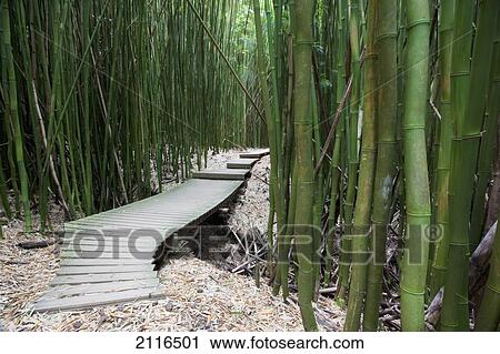 Hawaii, Maui, Kipahulu, Haleakala National Park, Trail through bamboo forest on the Pipiwai trail. View Large Photo Image Stock Image - Hawaii, Maui, Kipahulu, Haleakala National Park, Trail through bamboo forest on the Pipiwai trail.. Fotosearch