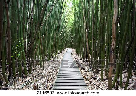 Hawaii, Maui, Kipahulu, Haleakala National Park, Trail through bamboo forest on the Pipiwai trail. View Large Photo Image Stock Image - Hawaii, Maui, Kipahulu, Haleakala National Park, Trail through bamboo forest on the Pipiwai trail.. Fotosearch