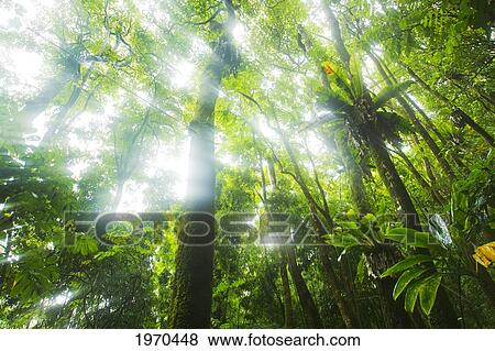 Hawaii, Maui, Kipahulu, Haleakala National Park, Light Rays Filtering Through Jungle Canopy View Large Photo Image Stock Photo - Hawaii, Maui, Kipahulu, Haleakala National Park, Light Rays Filtering Through Jungle Canopy. Fotosearch