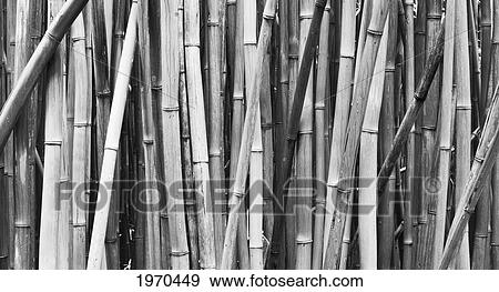 Stock Photo - Hawaii, Maui, Kipahulu, Haleakala National Park, Beautiful Bamboo Along The Pipiwai Trail. Fotosearch