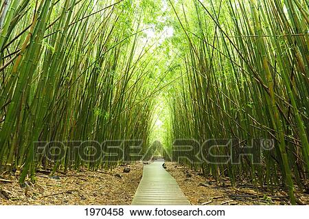 Stock Photo - Hawaii, Maui, Kipahulu, Haleakala National Park, Boardwalk Through Bamboo Forest On The Pipiwai Trail. Fotosearch