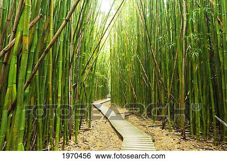 Stock Photograph - Hawaii, Maui, Kipahulu, Haleakala National Park, Boardwalk Through Bamboo Forest On The Pipiwai Trail. Fotosearch