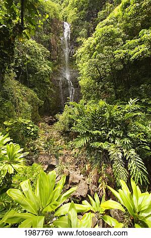 Stock Photo - Hawaii, Maui, Kipahulu, Hana Coast, Wailua Falls Surrounded By Foliage.. Fotosearch