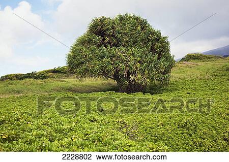 Hawaii, Maui, Kipahulu, The Lush Trees Of Kipahulu Area View Large Photo Image Stock Image - Hawaii, Maui, Kipahulu, The Lush Trees Of Kipahulu Area. Fotosearch