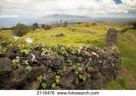 Stock Photograph - Hawaii, Maui, Kula, A stone wall lines a country road.. Fotosearch
