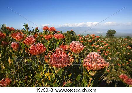 Stock Photo - Hawaii, Maui, Kula, Beautiful Field Of Pink Pin Cushion Protea Blossoms (Leucospermum) With Blue Sky And Clouds.. Fotosearch