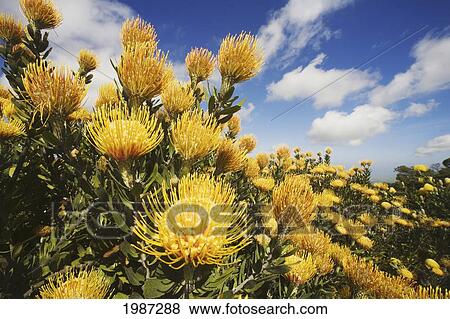 Stock Photo - Hawaii, Maui, Kula, Beautiful Field Of Yellow Pin Cushion Protea Blossoms (Leucospermum) With Blue Sky And Clouds.. Fotosearch