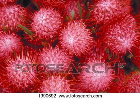 Hawaii, Maui, Kula, Close-Up Top View Red Pin Cushion Protea Blossoms, Texture Detail Kula, Vista Protea Farm View Large Photo Image Stock Image - Hawaii, Maui, Kula, Close-Up Top View Red Pin Cushion Protea Blossoms, Texture Detail Kula, Vista Protea Farm. Fotosearch