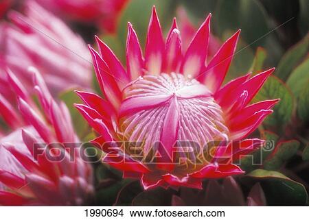 Picture - Hawaii, Maui, Kula, King Protea Blossom Close-Up Looking Into Center, Plant Leaves Kula Vista Protea Farm. Fotosearch