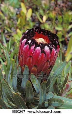 Hawaii, Maui, Kula, Protea Flower View Large Photo Image Stock Photo - Hawaii, Maui, Kula, Protea Flower. Fotosearch