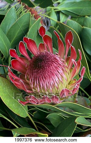 Stock Photograph - Hawaii, Maui, Kula, Protea Flower Close-Up In Bloom On Plant A23H. Fotosearch