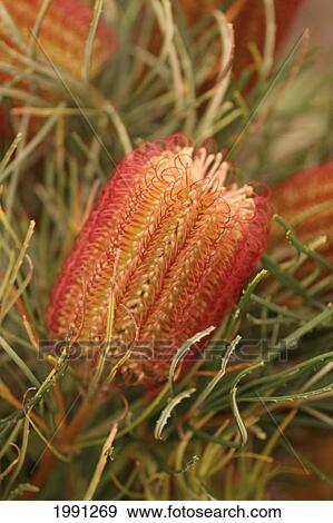 Stock Photo - Hawaii, Maui, Kula, Proteas At The Kula Vista Protea Farm.. Fotosearch
