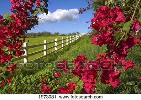 Stock Image - Hawaii, Maui, Kula, Red Bougainvillea And White Fence On Surfing Goat Dairy Farm.. Fotosearch