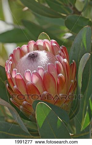 Hawaii, Maui, Kula, Susara Proteas At The Kula Vista Protea Farm. View Large Photo Image Stock Photo - Hawaii, Maui, Kula, Susara Proteas At The Kula Vista Protea Farm.. Fotosearch
