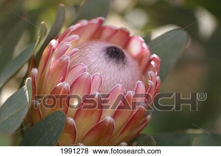 Hawaii, Maui, Kula, Susara Proteas At The Kula Vista Protea Farm. View Large Photo Image Stock Photo - Hawaii, Maui, Kula, Susara Proteas At The Kula Vista Protea Farm.. Fotosearch